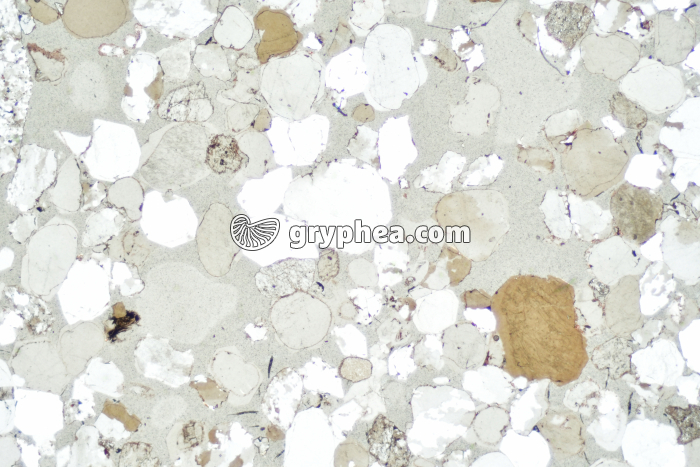 Grès avec lacunes LPNA x3 - gryphea.com